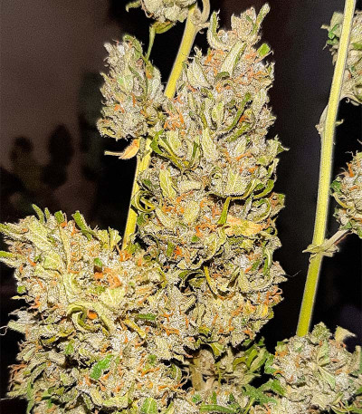 Семена сорта Auto Chocolate Kush fem (00 Seeds)
