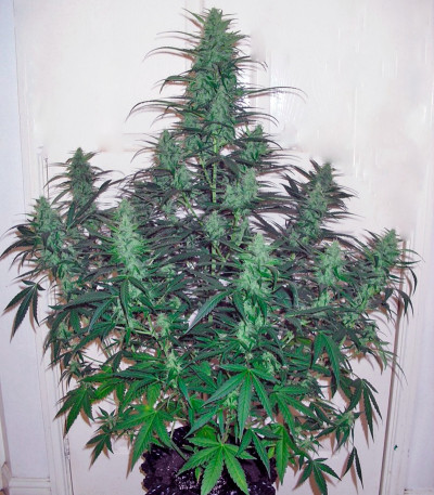 Семена каннабиса Auto Durban Poison