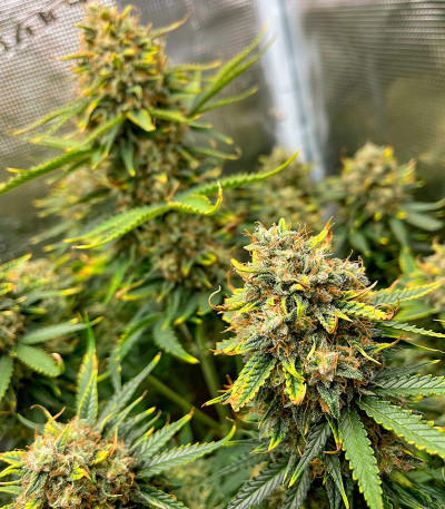 Семена сорта Crime Caramel 2 Auto fem (Семяныч)