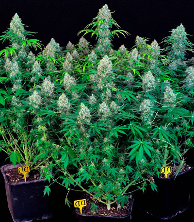 Семена сорта Double Dutch reg (Serious Seeds)