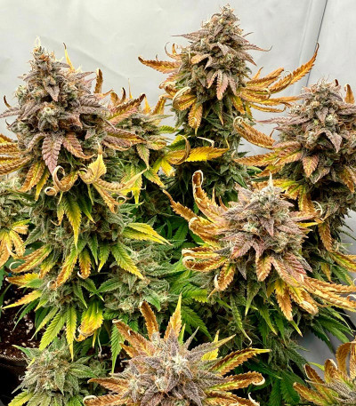 Семена сорта Mint Jelly Auto fem от Humboldt Seed Company