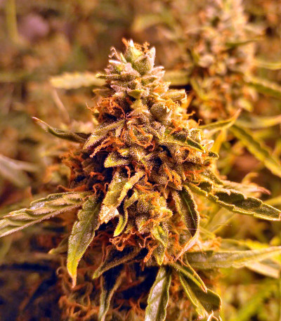 Семена сорта Sugar Mango Ryder Auto fem (World of Seeds)