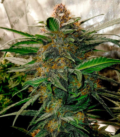 Семена сорта Lemon Cherry Cookies Auto fem (FastBuds)