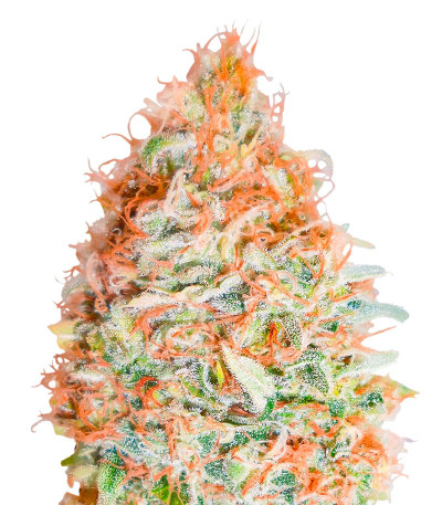 Семена сорта Banana Cookies fem (Advanced Seeds)