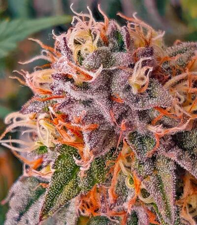 Семена сорта Garlic Cookies fem