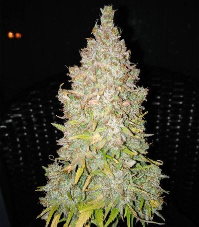 Семена сорта Original Afghan Kush Auto fem (FastBuds)