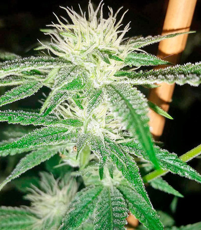 Семена сорта Sapphire OG fem (Humboldt Seed Organization)
