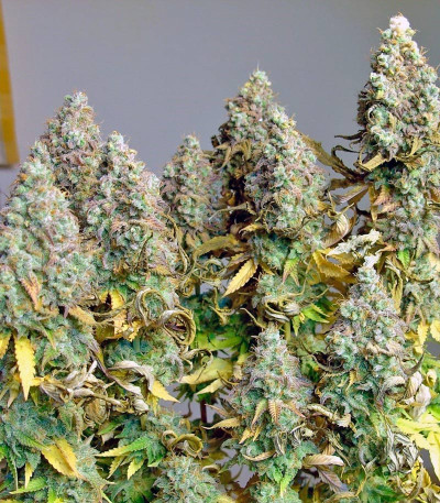 Семена сорта Tutankhamon fem (Pyramid Seeds)