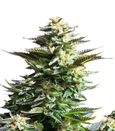 Семена сорта Amnesia Haze fem (Royal Queen Seeds)