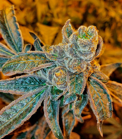 Семена сорта Astral Auto fem (Семяныч)