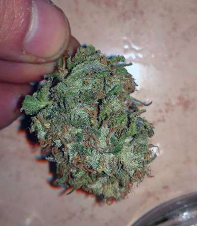 Семена сорта Bad Azz Kush fem