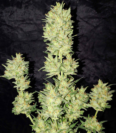 Семена сорта Original Auto OG Kush fem (FastBuds)