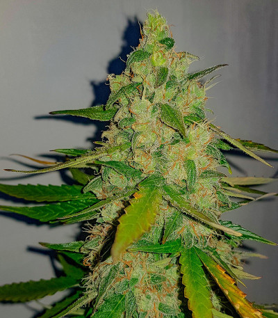 Семена сорта Totally Alpha OG Auto fem (AlphaFem Seeds)