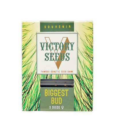 Семена сорта Biggest Bud fem (Victory Seeds)