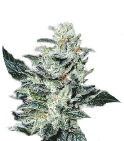 Семена сорта Sensi Star fem (Paradise Seeds)