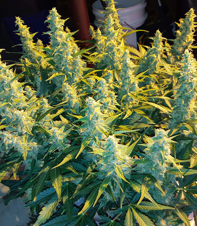 Семена сорта Auto Ak 2 fem (Семяныч)