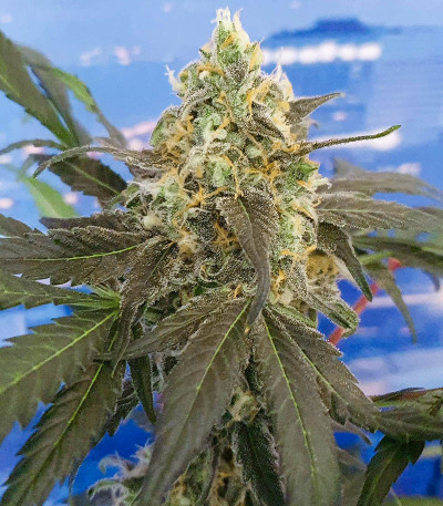 Семена сорта Bruce Banner #3 fem (Herbies Seeds)
