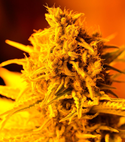 Семена сорта Furious Candy fem