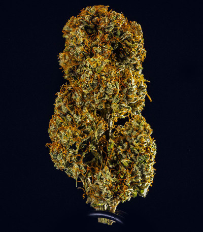 Семена сорта Medusa F1 Auto fem (RQS)