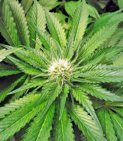 Семена сорта OG Kush (Dinafem Seeds)