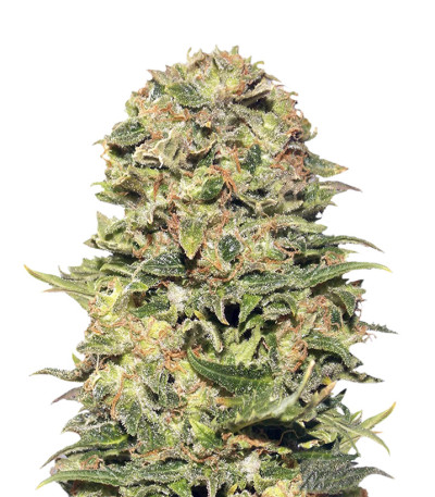Семена сорта Vision Kush Auto Fem (Vision Seeds)