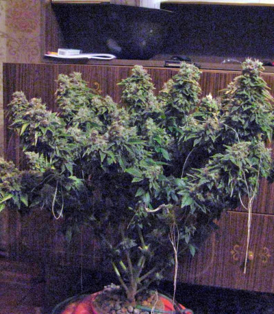 Семена сорта Anesthesia fem (Pyramid Seeds)