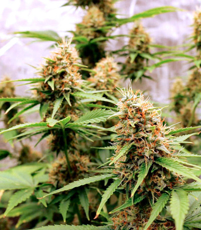 Семена сорта Bruce Banner Auto fem (Cali Buds Seeds)