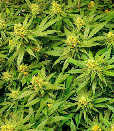 Семена сорта Critical XXL fem (Herbies Seeds)