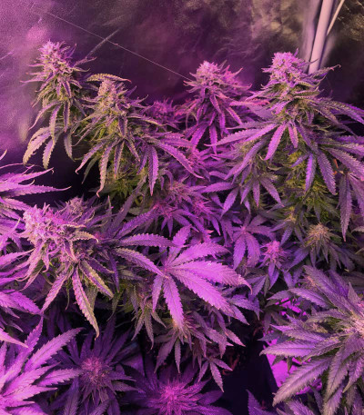 Семена сорта Phantom OG fem (Barney's Farm)