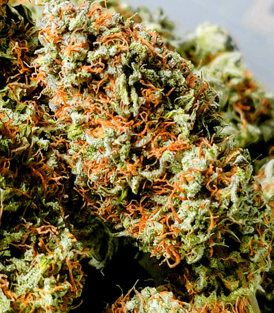 Семена сорта Wedding Cake fem (Семяныч)