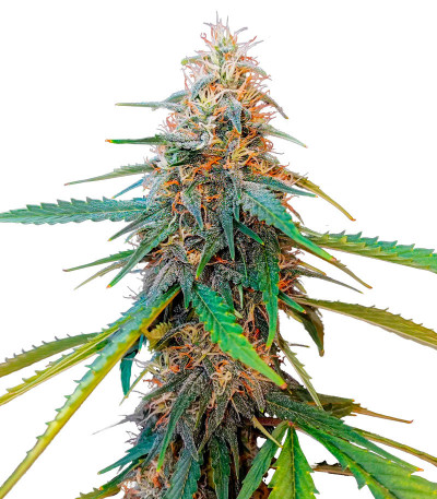 Семена сорта Gusher fem (7CH American)