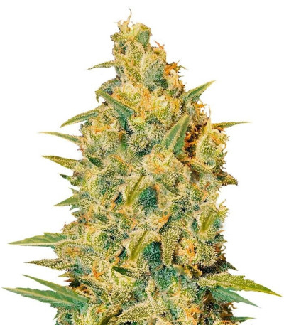 Семена сорта Critical Sensi Star fem (Delicious Seeds)