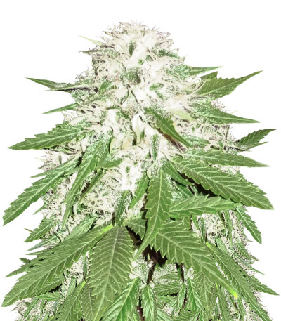 Семена сорта Sumo's OG Kush fem (Sumo Seeds)