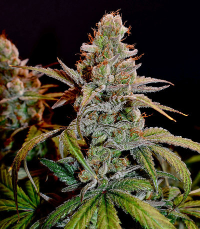 Семена сорта Apple Fritter Fast Version fem (7CH American)