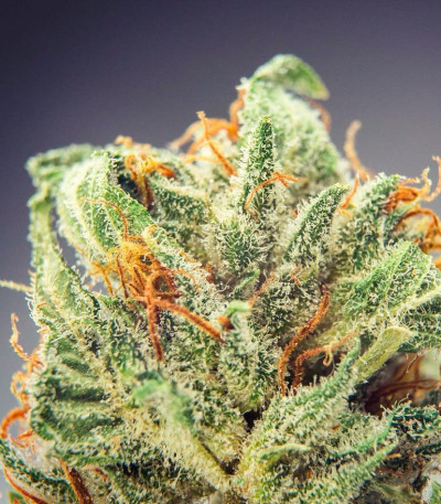 Семена сорта CBD Cherry Kush fem (Sumo Seeds)