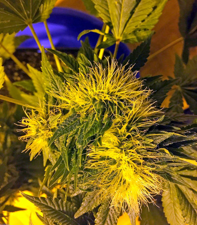 Семена сорта Flowerbomb Kush fem (Strain Hunters)