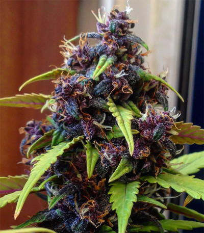 Семена сорта LSD auto fem (Семяныч)