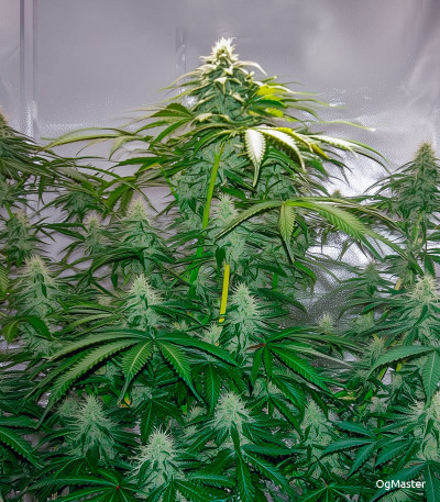 Семена сорта Gorilla Auto fem (Семяныч)