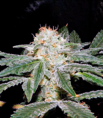 Семена сорта S.A.D. Sweet Afgani Delicious S1 fem (Sweet Seeds)