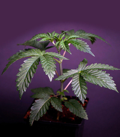 Семена сорта Dos Si Dos 33 fem (Barney's Farm)