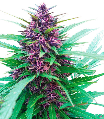 Сорт конопли Shaman regular