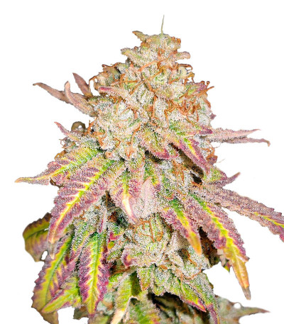 Семена сорта Grandaddy Banner fem (AlphaFem Seeds)