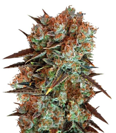 Семена сорта Caramel King fem