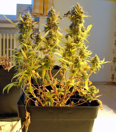 Семена сорта Wappa fem (Paradise Seeds)