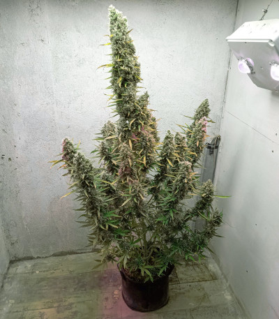 Семена сорта Auto Ultimate fem (Dutch Passion)