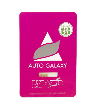 Семена сорта Auto Galaxy fem (Pyramid Seeds)