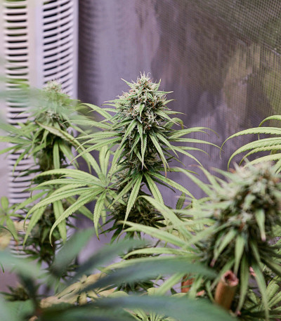 CBD Compassion fem (Dutch Passion)