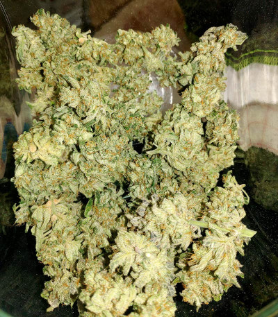 Семена сорта Purple Punch Auto fem (FastBuds)