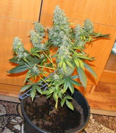 Семена сорта Royal AK fem (Royal Queen Seeds)
