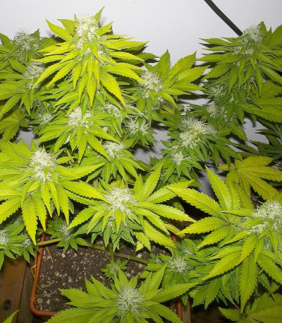 Семена сорта Royal Moby fem (Royal Queen Seeds)